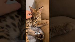 Baby Serval Small Wild African Cat servals animals animals wildanimals [upl. by Florinda]