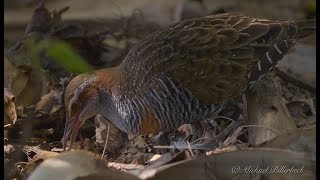 Buffbanded Rail Gallirallus philippensis 4 [upl. by Manly]