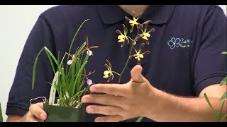 How to Grow Encyclia amp Epidendrums  Complete Growing Guide [upl. by Drof23]