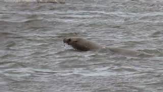 Seagulls Sea lions amp Seals Skeena River March 11 2024 [upl. by Eedak360]