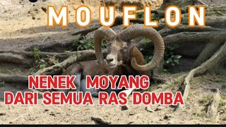 Mouflon  Nenek moyang dari semua ras domba dombamouflon [upl. by Colet]