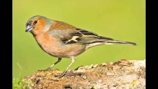 Canto del Pinzón  Cantos de Aves  Singing Birds  Video HD [upl. by Della]