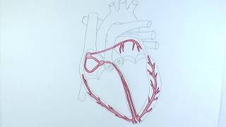 AS Biology  Control of heart contractions OCR A Chapter 85 [upl. by Alastair285]