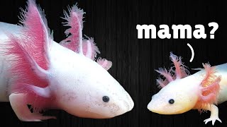 How to Raise Baby Axolotls ft Frankies Aquatics [upl. by Ammann]