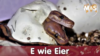 E wie EIER  Ablage Inkubation Temperatur Schlupf  Reptilien ABC [upl. by Arres]