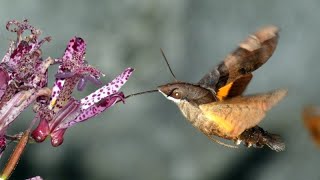 Greytipped Hummingbird Hawkmoth Hovering around Hairy Toad Lily Flowers for Nectar 240fps [upl. by Htezzil]