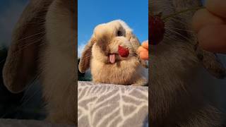 Antonia vs raspberries 🍓 bunny cutebunny królik minilop minilopbunny [upl. by Mharba317]