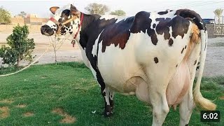 Shake Dairy Farm  Pakistans Top class Jersey Cows  Biggest cows Farm 28102024 [upl. by Eiramasil]