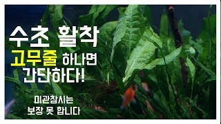 초간단 수초 활착하기 미관참시는 책임 못집니다 ㅋㅋ [upl. by Av]