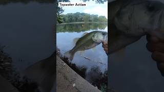 Whopper Plopper Action From Yesterday bassfishing fishing topwater sunset [upl. by Eiclehc]