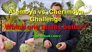 Growing Atemoya in Pots Germination to Harvest  Atemoya vs Cherimoya Challenge CurachaGomez [upl. by Annoda457]