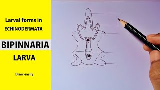 how to draw Bipinnaria larva step by step  Larval forms in ECHINODERMATA  BIPINNARIA LARVA [upl. by Lap]