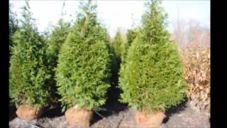 The Best Fast Growing Evergreen Screening Trees [upl. by Enajharas259]