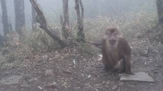 Monkeys in the Mist on Mount Emei [upl. by Parris]