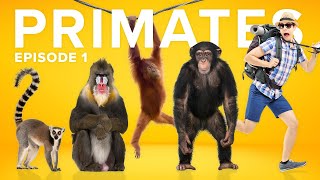 The Evolution of Primates is a CRAZY Story [upl. by Kostival420]