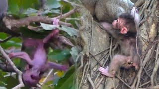 Extremely dangerous Cruel mother monkey abandons newborn baby monkey in tree [upl. by Nollat]