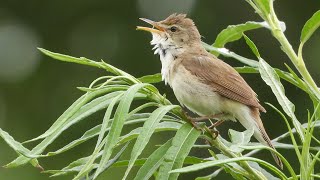 Blyths Reed Warbler at Middleton Lakes RSPB Staffordshire UK  June 2021 [upl. by Laefar]