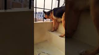 german shepherd dog barking  gsd dog barking  dog barking  puppy barking  dogbarkingsound [upl. by Callida]