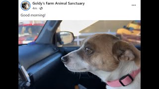 GoldysFarmAnimalSanctuaryFB by ETWanda Watches Betsy FampSunshine [upl. by Arundell]