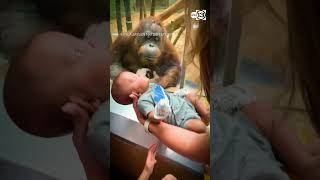 Orangutan taps glass inspects baby at Louisville Zoo [upl. by Poland810]