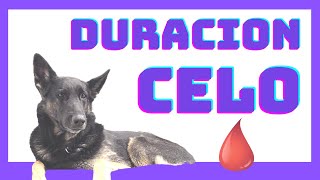 ♥️♥️¿CUANTOS Dias🩸 DURA el SANGRADO de mi 🐕‍🦺 PERRA en CELOCUANTOS dias SANGRA una PERRA en CELO [upl. by Acinoev]