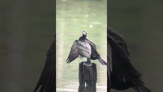 A Rare Neotropic Cormorant at Famosa Slough Acting Like a Dragon [upl. by Adroj822]