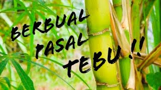 Berbual pasal Tebu  Teraju Astaka  Felda Sungai Sibol [upl. by Odradlig]