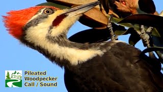 Pileated woodpecker call  sound [upl. by Irol]