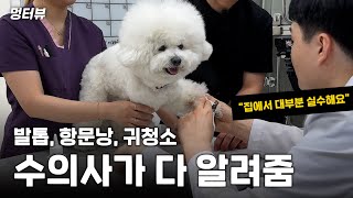 수의사가 알려주는 올바른 강아지 발톱깎기 귀청소 항문낭 기본관리 방법  멍터뷰 ep1 [upl. by Anik]