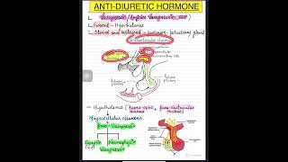 VasopressinAntidiuretic hormoneADH part1 anatomy physiology shorts nucleus hypothalamus [upl. by Ardnuaed]