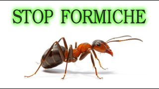 Stop alle formiche per sempre in modo naturale e a costo zero  o quasi ants fourmis hormigas [upl. by Pavkovic]