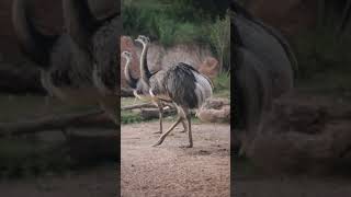 Rheas at the Houston zoo during the Zoo Boo pt 2 [upl. by Mcmahon563]