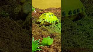 Trunky the Horsefield Tortoise happy before Halloween shorts cute funny animals happy [upl. by Gardia119]