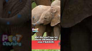 Wat Eet een Olifant youtubecreatorcommunity [upl. by Nojram413]