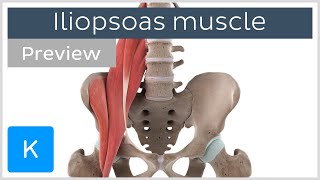 Functions of the iliopsoas muscle preview  3D Human Anatomy  Kenhub [upl. by Geiss]