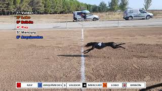 XXXIV CAMPEONATO DE ESPAÑA DE GALGOS CON LIEBRE MECANICA SOBRE RECTA  500 METROS NACIONALES [upl. by Alekal]