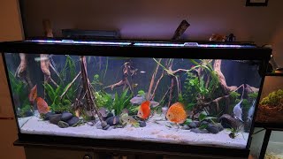 75 Gallon Planted Discus Tank [upl. by Adaminah210]