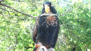 Bronze Wing Pionus [upl. by Pengelly231]