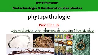 Phytopathologie partie 16  les maladies des plantes dues aux nématodes [upl. by Airbmat]