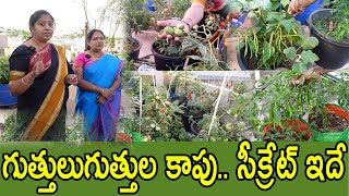 ఖర్చు తక్కువలో చంద్రావతి గారి సూపర్ ఐడియాలు terrace garden tour [upl. by Olonam917]