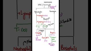 Difference between Granulocytes amp Agranulocytes shorts basophils neutrophils eosinophils [upl. by Akilegna]