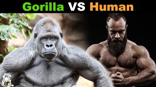 How Strong is a Gorilla Compared to a Human [upl. by Ocirled]