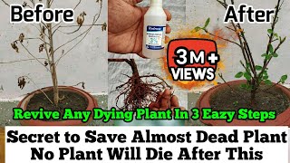 How To Revive Any Dying Plant in 3 Eazy Steps  Root Rot Treatment  Plants Issues And Solutions [upl. by Volkan265]