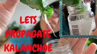 HOW TO PROPAGATE KALANCHOE Jan 9 2018 [upl. by Keating]