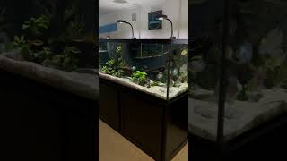 The Cichlid Display Tanks 😍 [upl. by Nahsor]