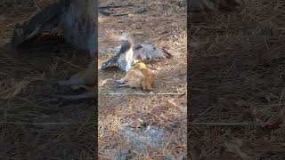 one eyed red tail hawk attacks chickens PT2 [upl. by Anibas772]