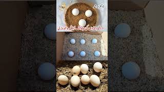 Egg Handling Cleaning Storage and Incubation  Fertile Eggs  Dr ARSHAD [upl. by Stockwell]