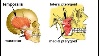 Two Minutes of Anatomy Muscle of Mastication Chewing [upl. by Bree]