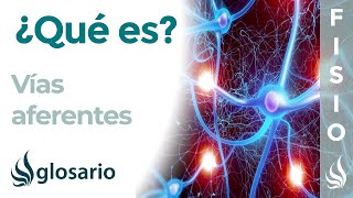 VÍAS AFERENTES  Qué son de dónde provienen qué información transmiten función y enfermedades [upl. by Alaet]