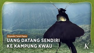 Melihat dari Dekat Burung Eksotik Parotia Arfak di Kampung Kwau Papua [upl. by Eiramadnil]